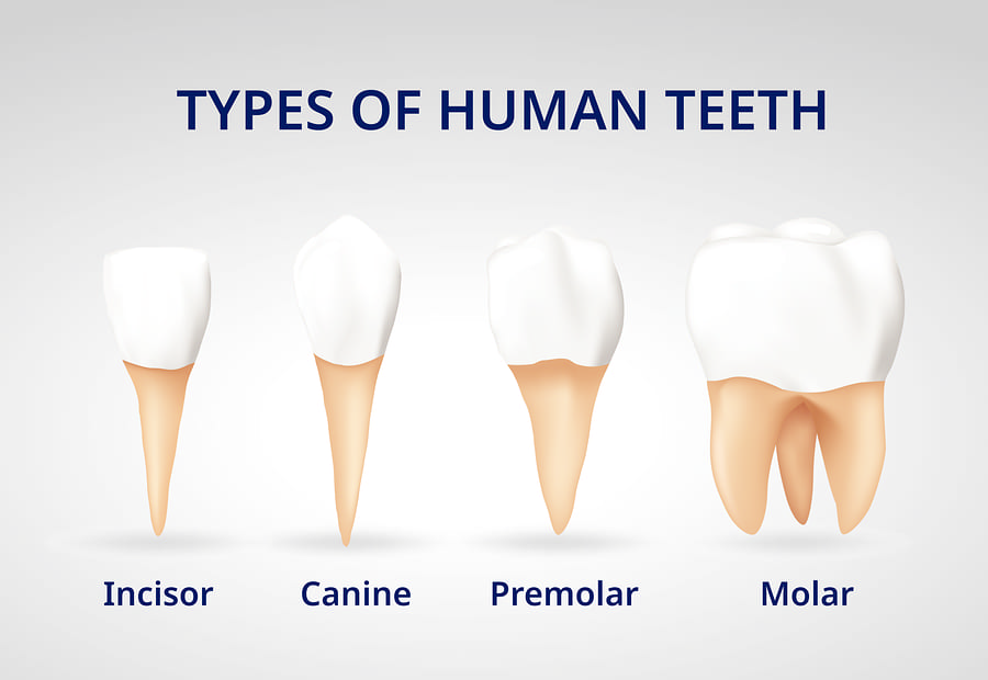 Type of Teeth: